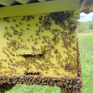 Venta de colmenas con sus abejas